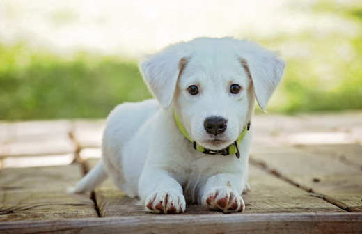 Comment apprendre  mon chien  tre propre ?